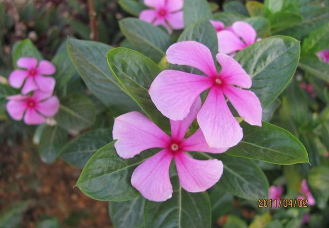 長春花圖片