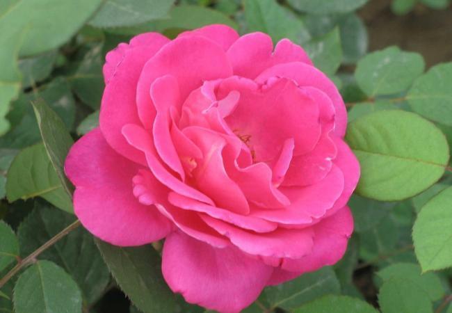 玫瑰花圖片