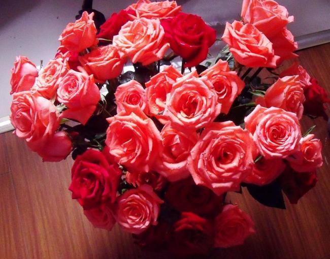 玫瑰花圖片