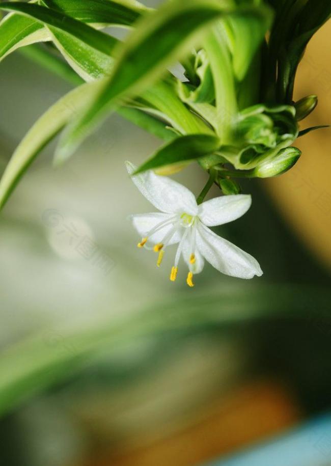 吊蘭開花圖片