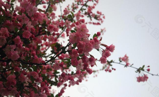 桃花圖片
