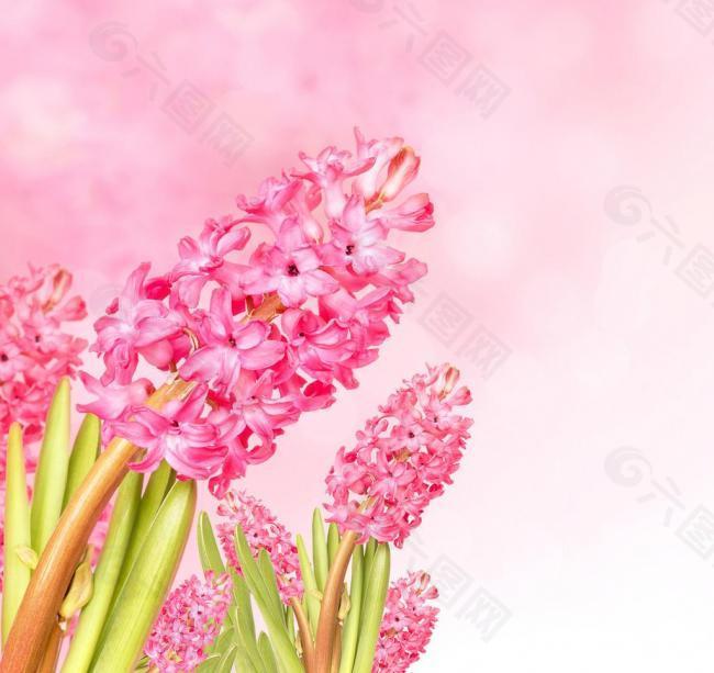 春天粉色野花圖片