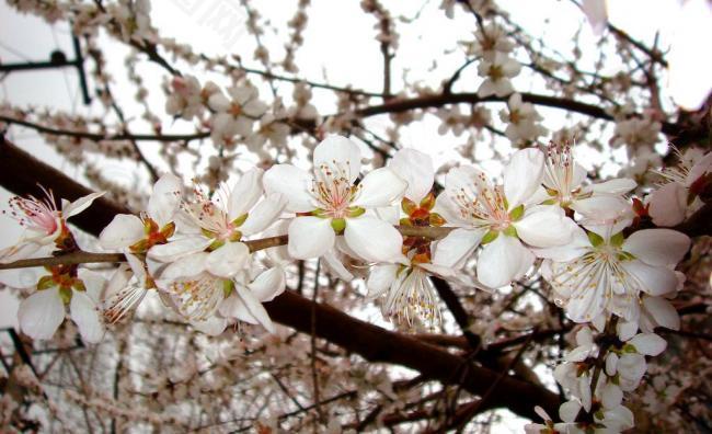 春雨桃花艳图片