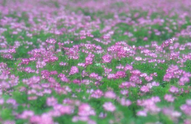 花海圖片