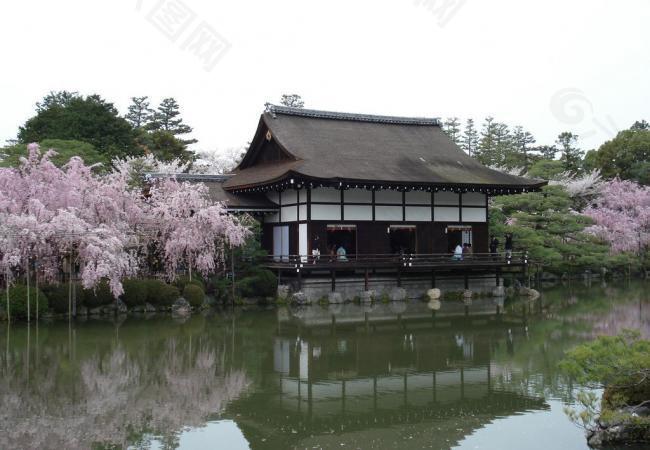 櫻花 春天風景圖片