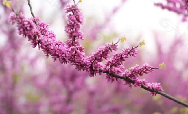 紫荊花圖片