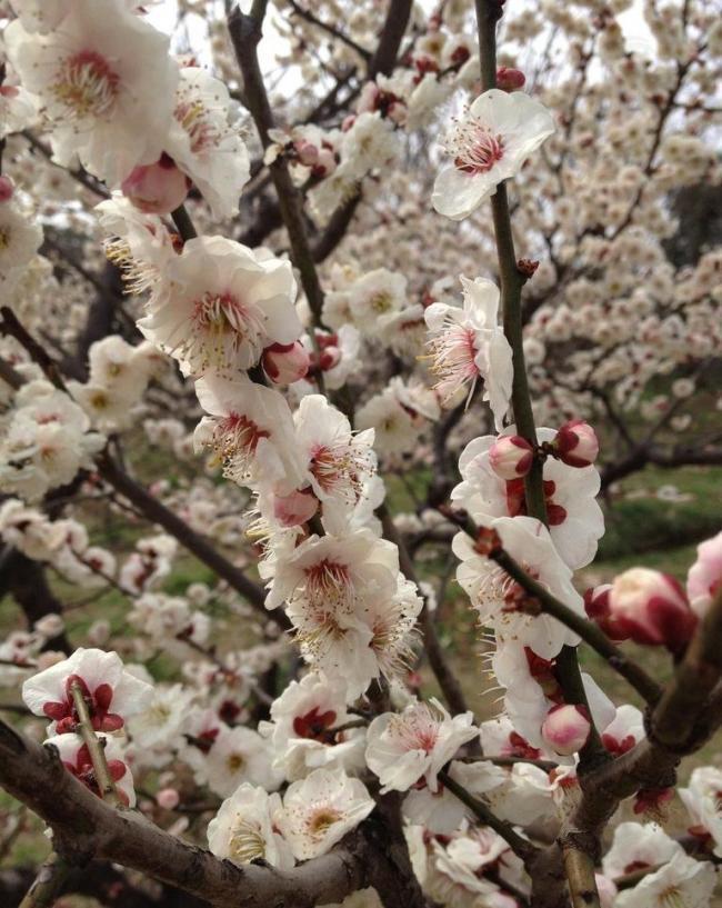 梅花圖片