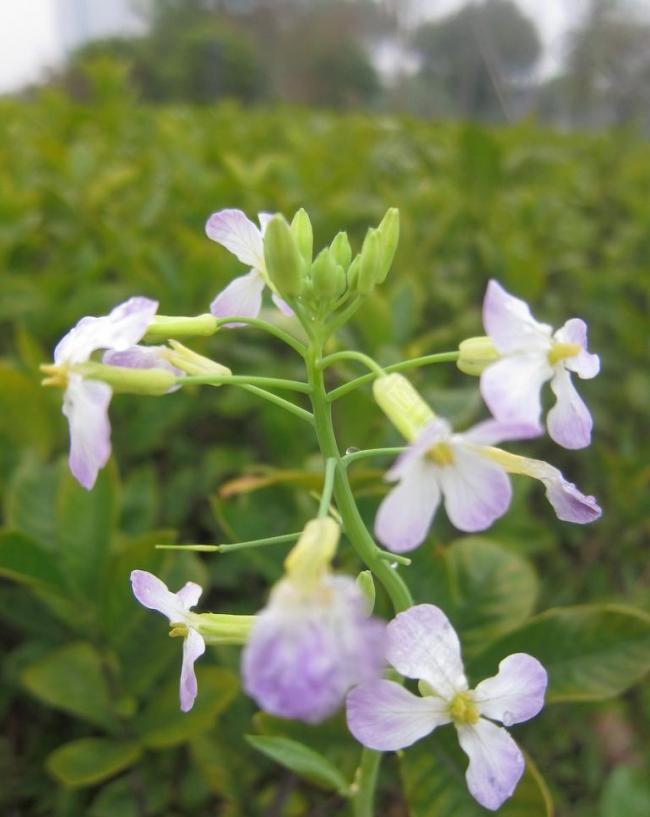 紫色花圖片