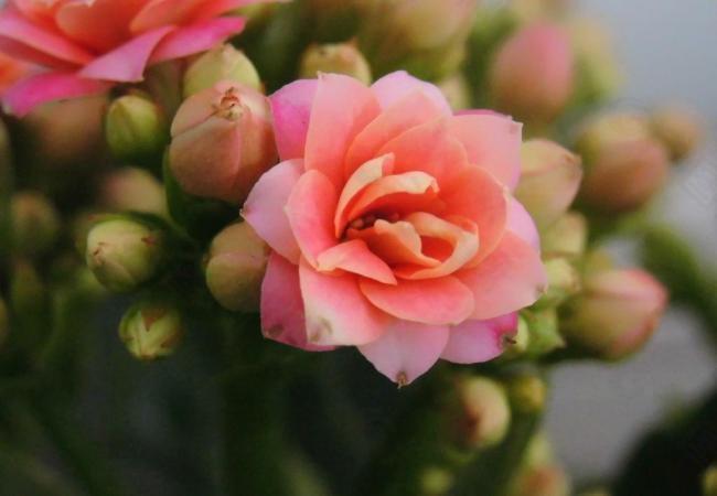 長壽花圖片
