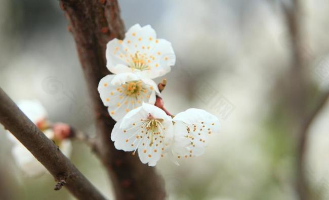 櫻桃花圖片