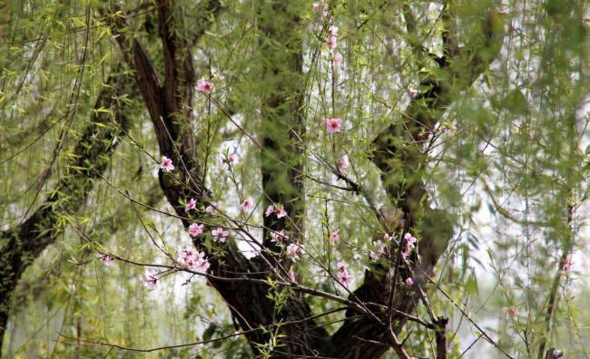 瓜渚湖 桃花圖片
