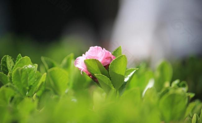 桃花圖片
