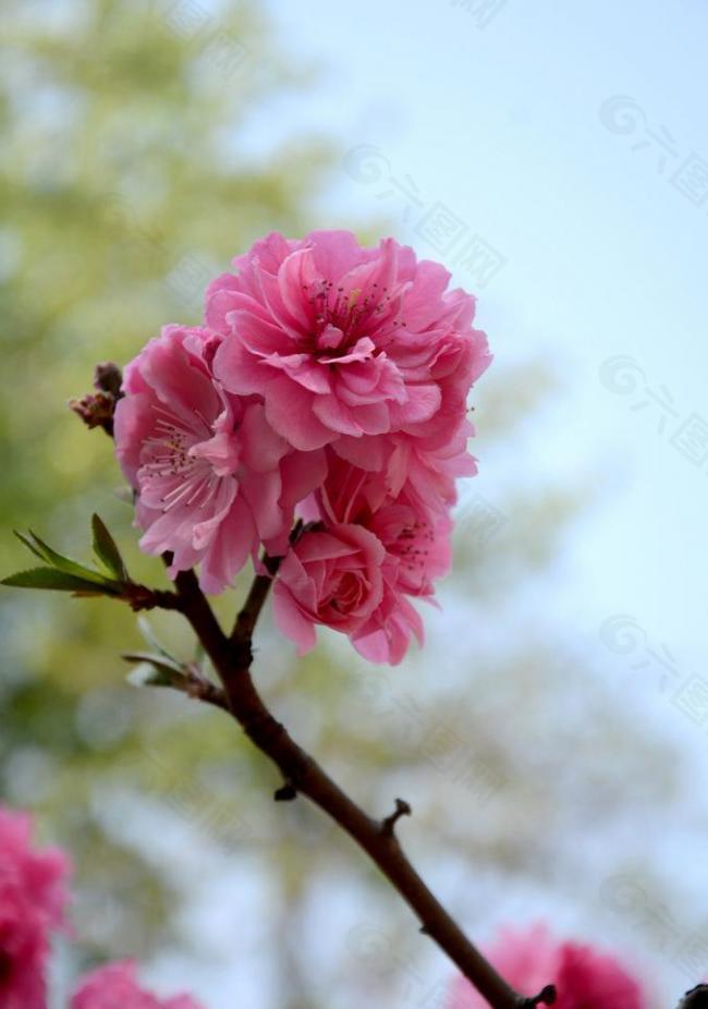 碧桃花圖片