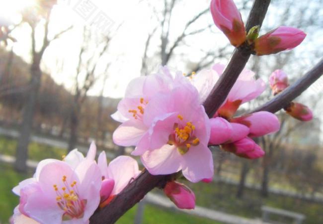 桃花圖片
