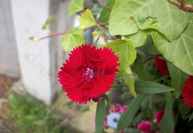 紅花圖片