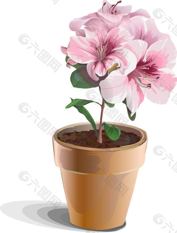一盆鲜花
