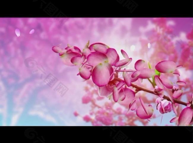 花朵背景視頻素材圖片