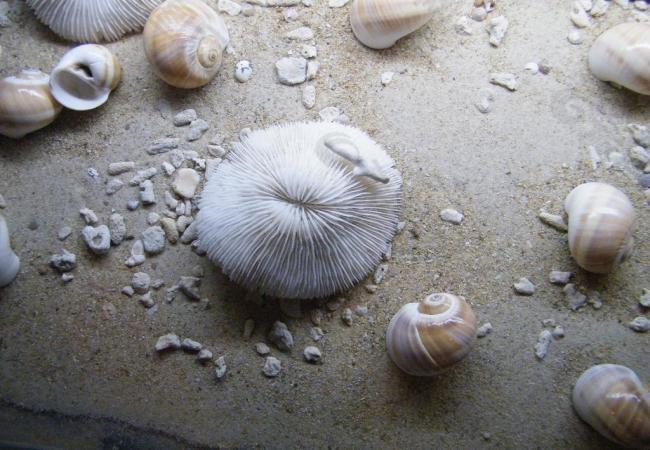 海灘貝殼圖片