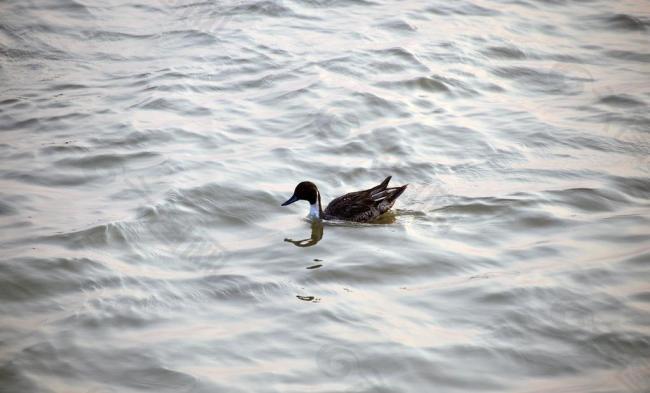 海鳥圖片
