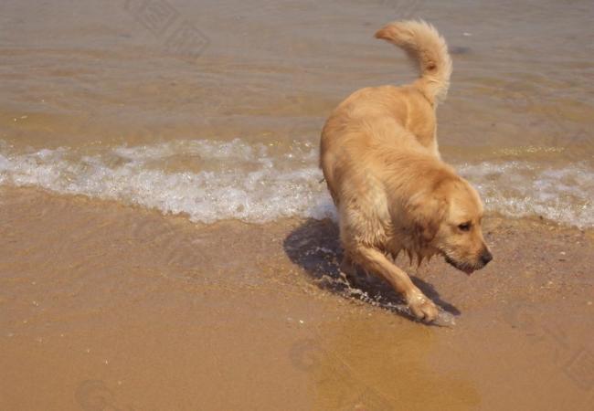 狗狗戲水圖片