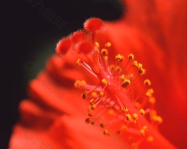 花兒轉(zhuǎn)場視頻素材