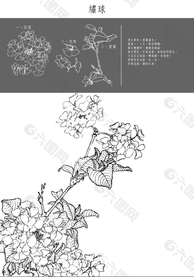 中國工筆花草矢量圖