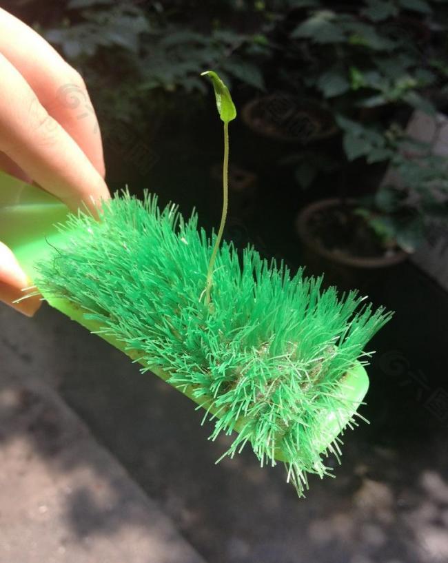 小草图片
