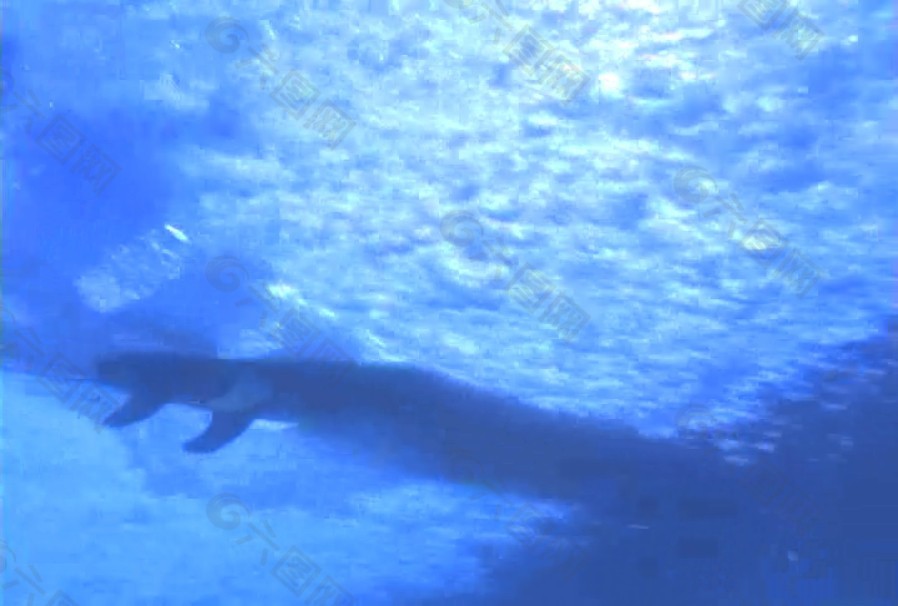 海底生物素材下載
