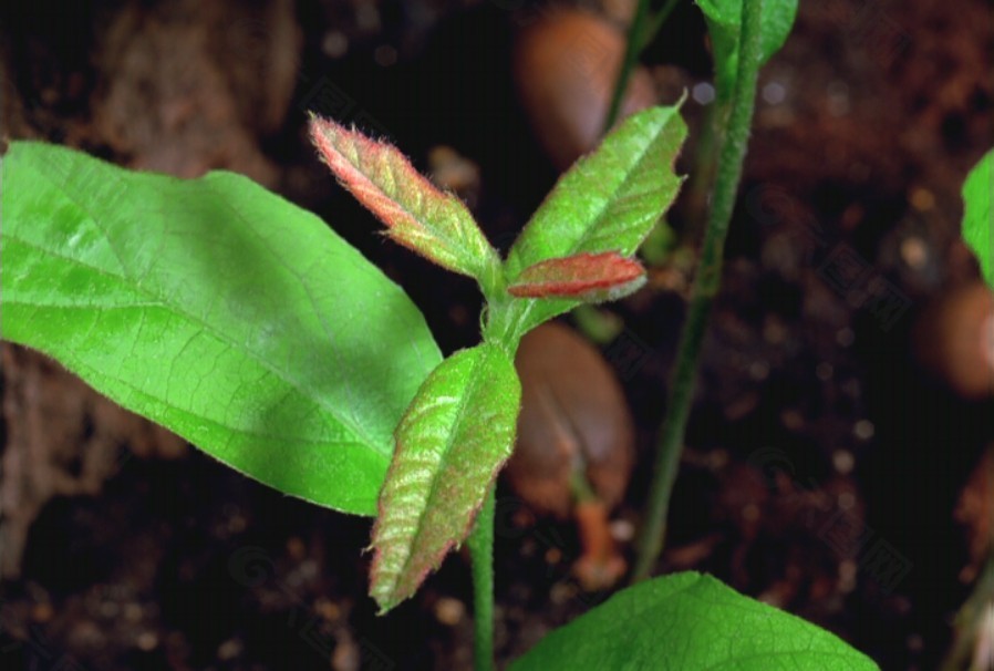 植物生長視頻素材素材下載
