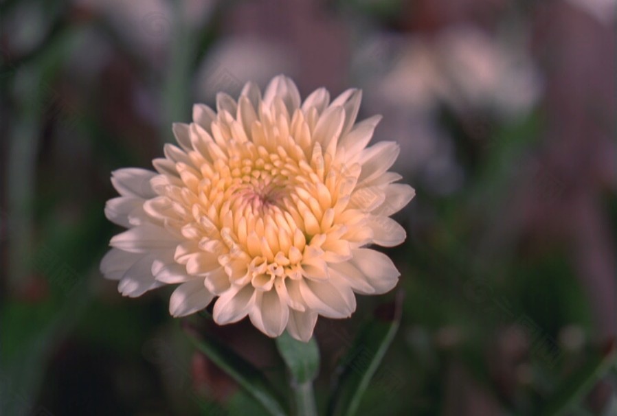花朵視頻素材