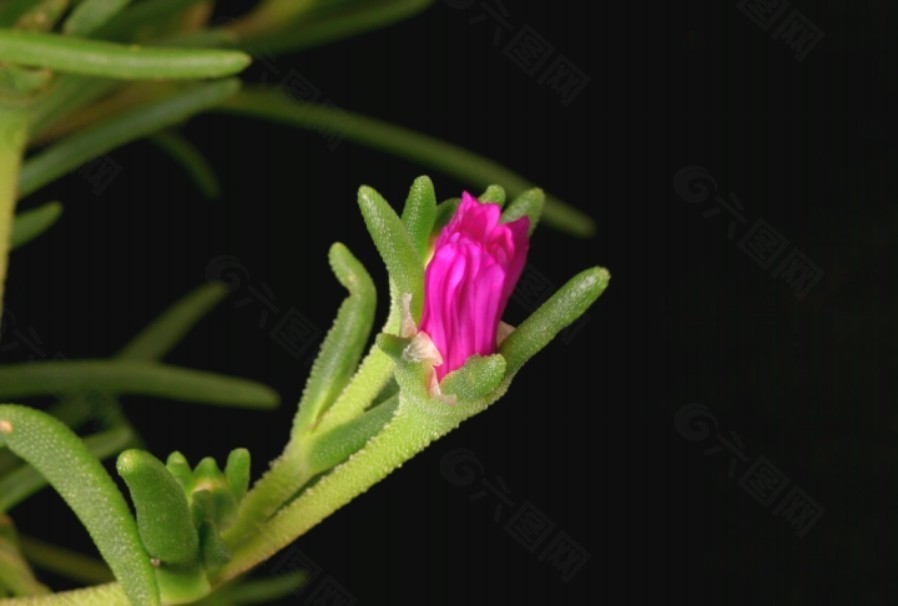 鮮花