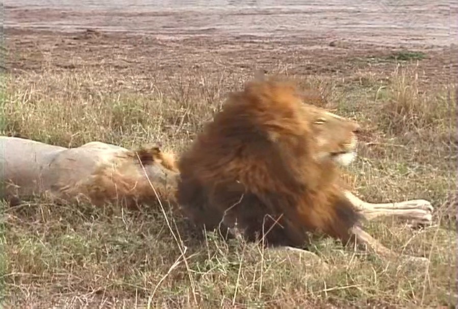獅子打盹素材下載
