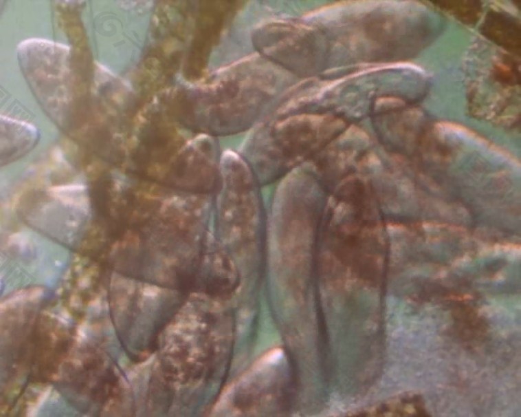 微生物素材下載