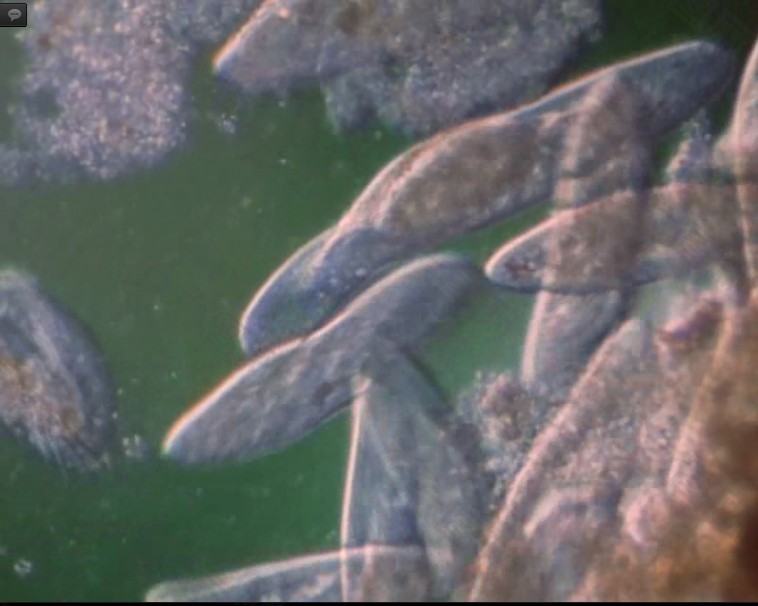 微生物素材下載