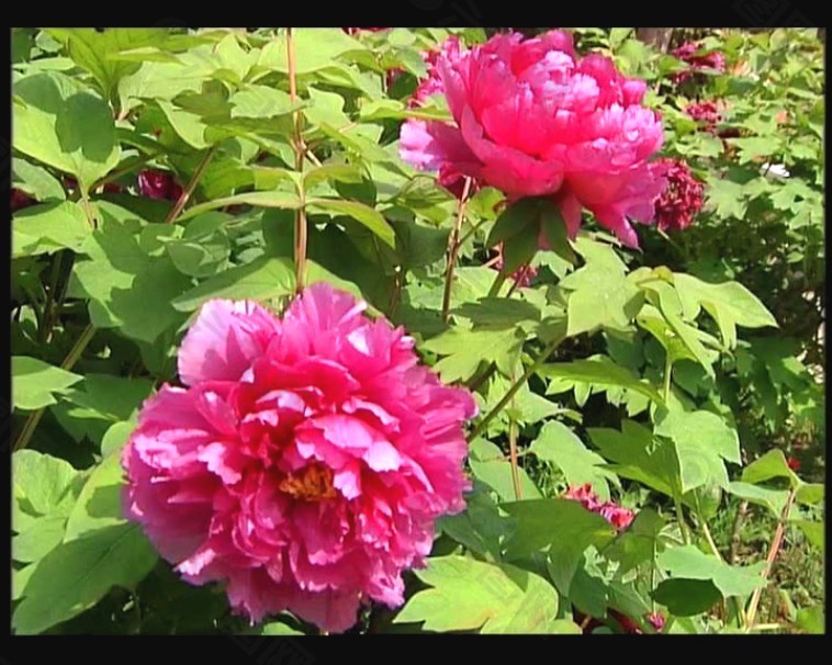 美麗的鮮花