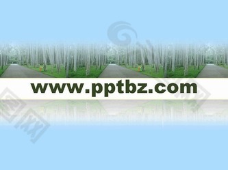 白樺林ppt模板：白樺林下的小路