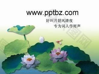 古典荷花