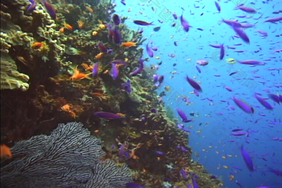 海洋生物