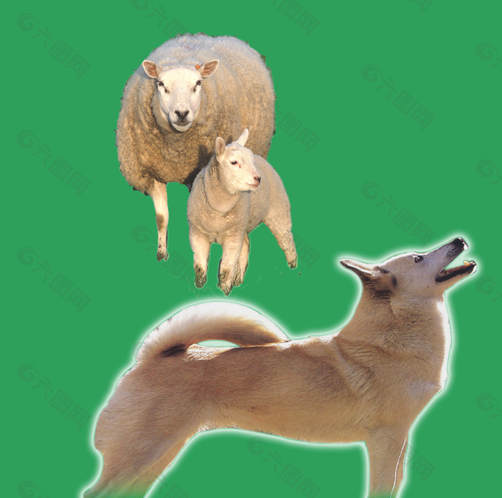 羊与狗