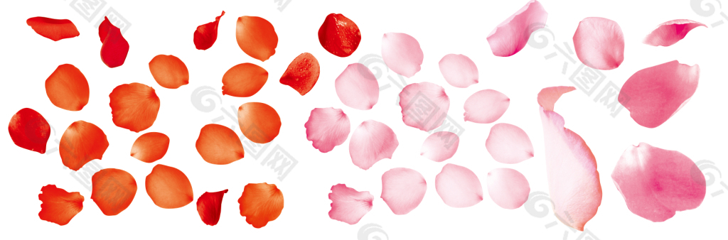 花瓣  花  psd