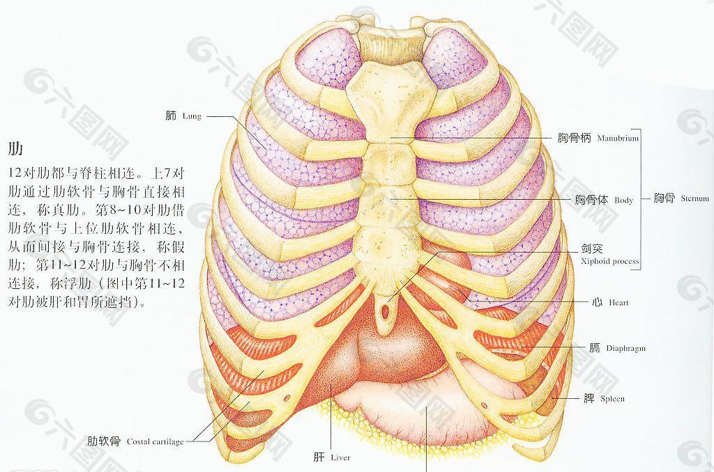 人体肋骨示图图片