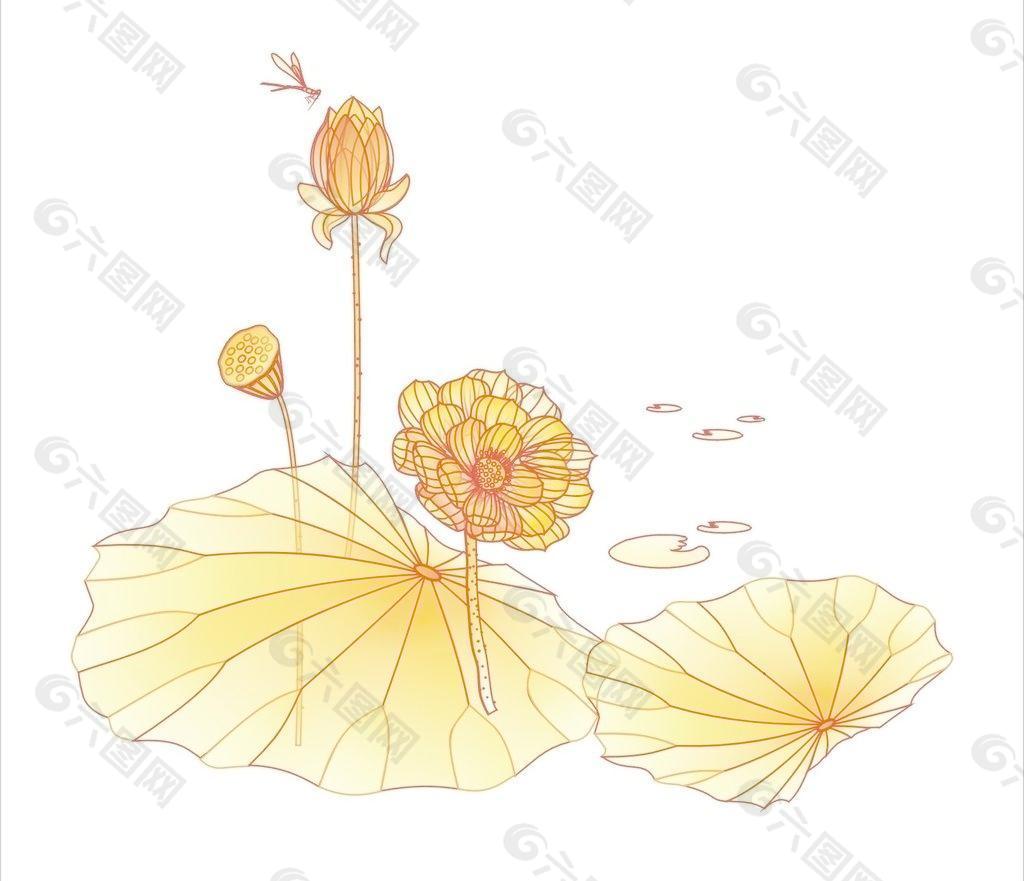 荷花圖片