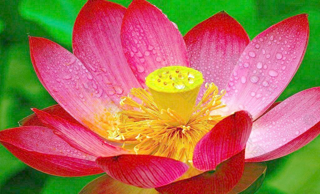 荷花圖片