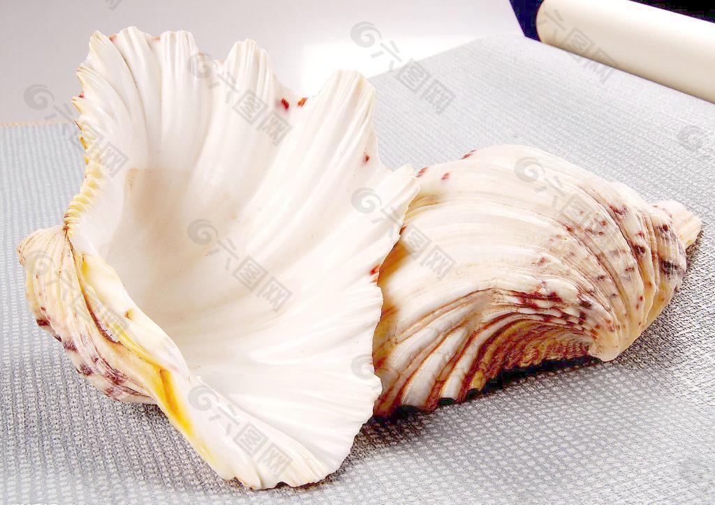 貝殼圖片
