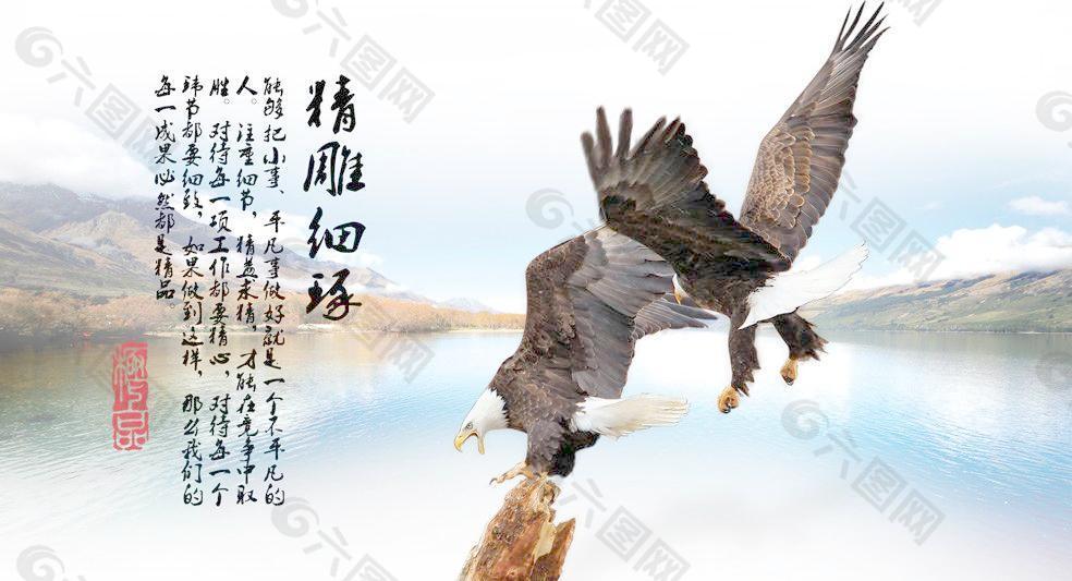老鷹圖片