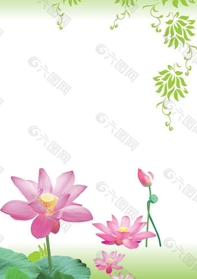 荷花圖片
