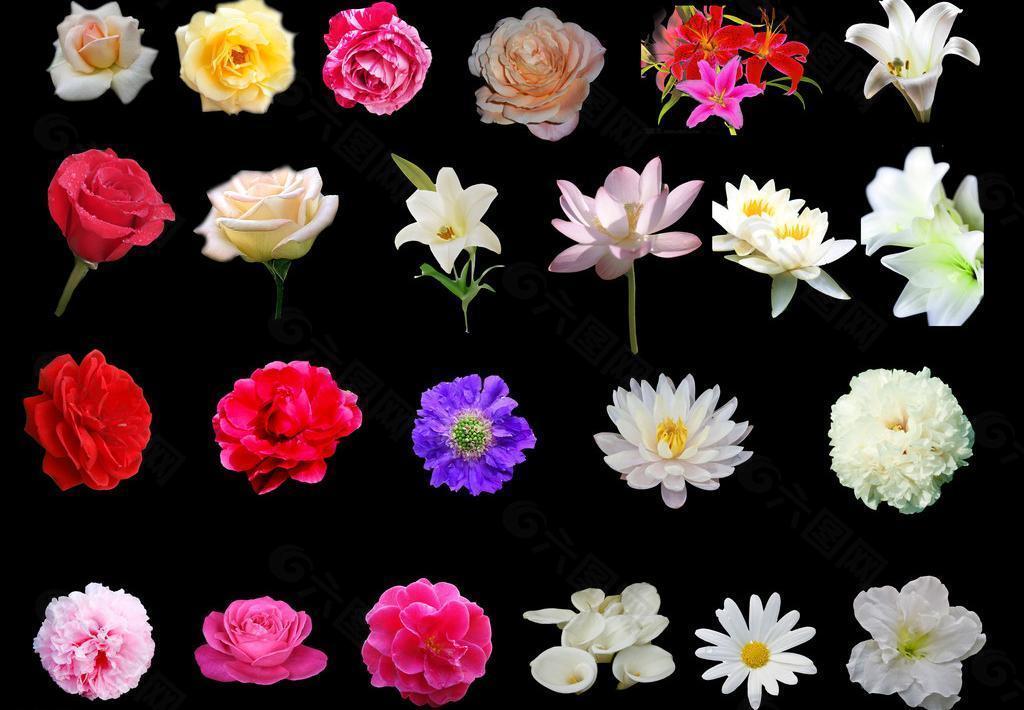 花卉圖片