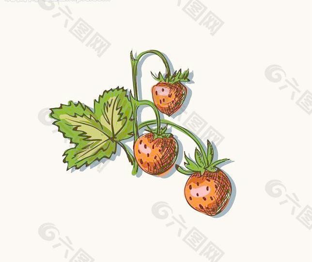 草莓圖片