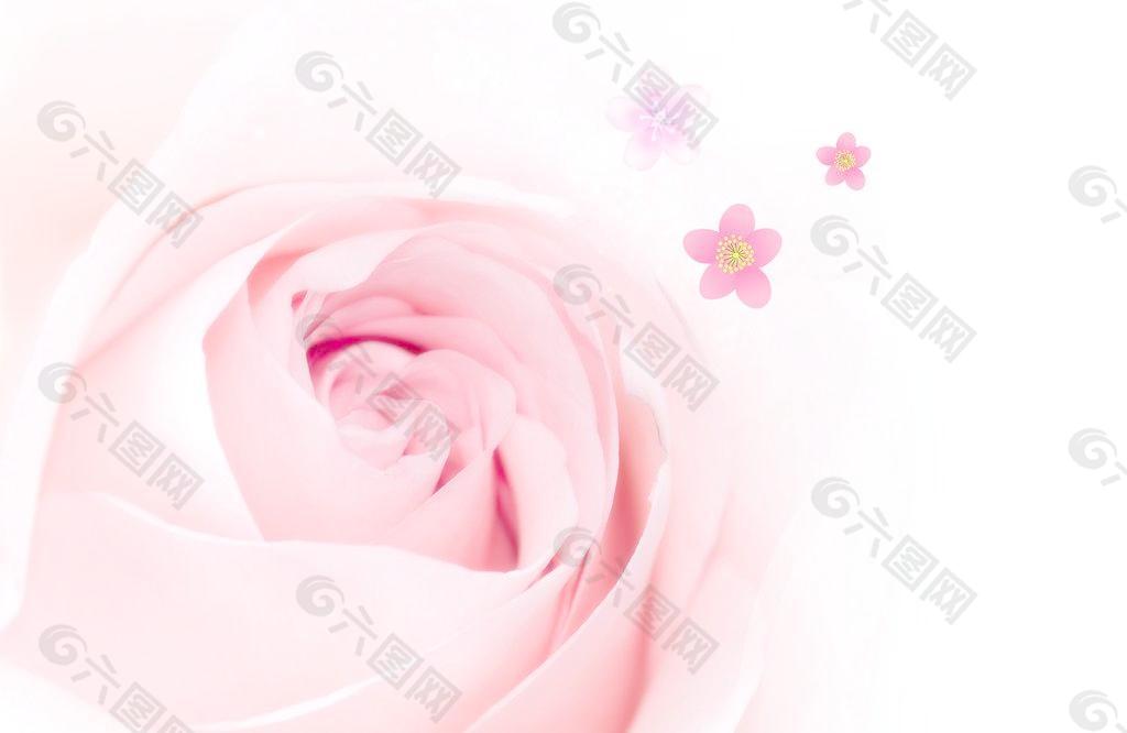 粉玫瑰 花图片