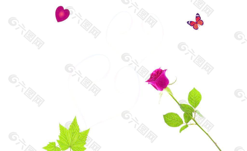 玫瑰花 蝴蝶圖片